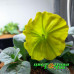 Петуния Capella Hello Yellow