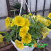 Петуния Capella Hello Yellow