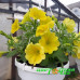 Петуния Capella Hello Yellow