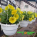 Петуния Capella Hello Yellow