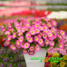 Петуния Capella Pink Morn