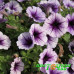 Петуния Capella Purple Veins Петуния Capella Purple Veins