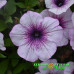 Петуния Capella Purple Veins Петуния Capella Purple Veins