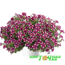 Петуния Cascadias Bicolor Cabernet