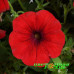 Петуния Cascadias Chilli Red