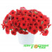 Петуния Cascadias Chilli Red