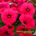 Петуния Cascadias Fuchsia