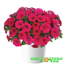 Петуния Cascadias Fuchsia