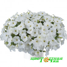 Петуния Cascadias Iceberg Петуния Cascadias Iceberg