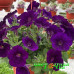 Петуния Cascadias Indigo
