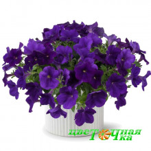 Петуния Cascadias Indigo