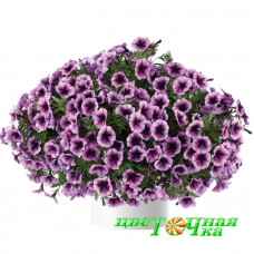 Петуния Cascadias Purple Ice