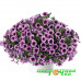 Петуния Cascadias Purple Ice