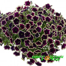 Петуния Cascadias Rim Magenta