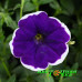 Петуния Cascadias Rim Violet