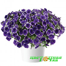 Петуния Cascadias Rim Violet Петуния Cascadias Rim Violet