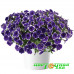 Петуния Cascadias Rim Violet