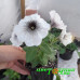 Петуния Crazytunia Black & White