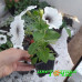 Петуния Crazytunia Black & White
