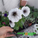 Петуния Crazytunia Black & White