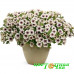 Петуния Crazytunia Black & White