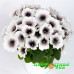 Петуния Crazytunia Black & White