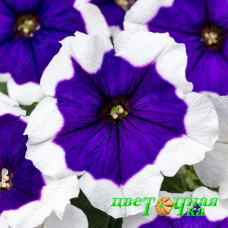 Петуния Crazytunia Blue Picotee