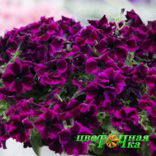 Петуния Crazytunia Cosmic Purple