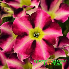 Петуния Crazytunia Star Fruit