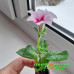 Петуния Designer Starburst Cherry