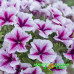 Петуния Designer Starburst Cherry