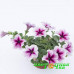 Петуния Designer Starburst Cherry