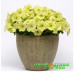 Петуния крупноцветковая Sophistica Lime Green