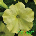 Петуния крупноцветковая Sophistica Lime Green