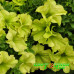 Петуния крупноцветковая Sophistica Lime Green