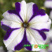 Петуния крупноцветковая Tango Blue Star
