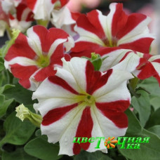 Петуния крупноцветковая Tango Red Star