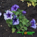 Петуния крупноцветковая Tritunia Blue Veined