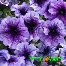 Петуния крупноцветковая Tritunia Blue Veined