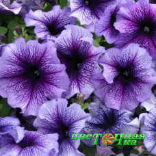 Петуния крупноцветковая Tritunia Blue Veined