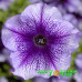 Петуния крупноцветковая Tritunia Blue Veined