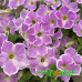 Петуния Cascadias Lilac Frost Петуния Cascadias Lilac Frost