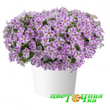 Петуния Cascadias Lilac Frost Петуния Cascadias Lilac Frost