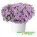 Петуния Cascadias Lilac Frost