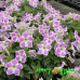 Петуния Cascadias Lilac Frost Петуния Cascadias Lilac Frost