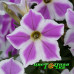Петуния Cascadias Lilac Frost Петуния Cascadias Lilac Frost