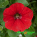 Петуния Littletunia Bright Red