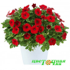 Петуния Littletunia Bright Red