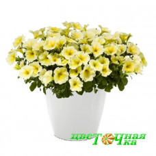 Петуния Littletunia Buttercream