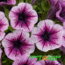 Петуния Littletunia Pink Splash